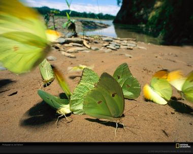 Green Butterflies Amazon Rainforest Sartore