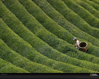 Japanese Tea Plantation Picker