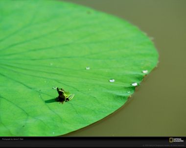Green Frog On Lily Pad By James P Blair