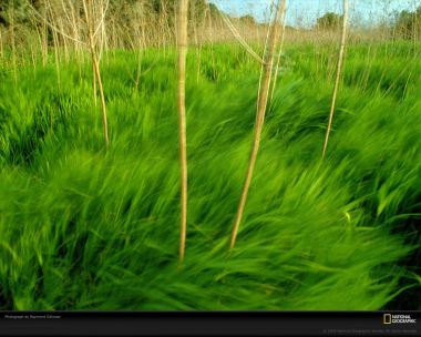 Green Grass Waving In The Wind By Raymond Gehman