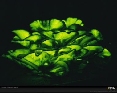 Glowing Green Mushrooms By Darlyne A Murawski