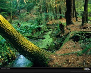 American Forest Stream With Fallen Tree