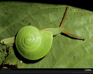 Green Snail On Leaf Macro Shot