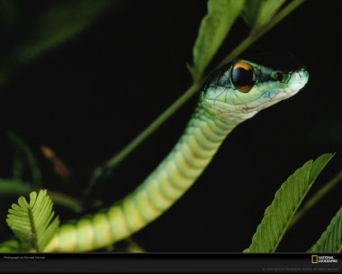 Green Snake In Tropical Forest