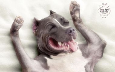 Pitbull Enjoying Pet Spa Relaxation