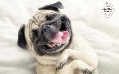 Pug Smiling On Fuzzy Blanket