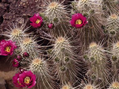 Sonora Desert Cactus Blooming Magenta Flowers