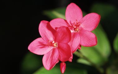 Red Flower Special Closeup Nature