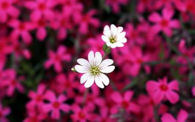 Spring White And Pink Flowers