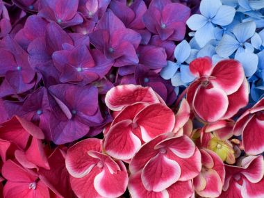 Blossoms of Life: Floral Wallpaper Collection Vol. 1