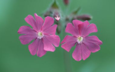 Microscopic Pink Milkweed Beauty