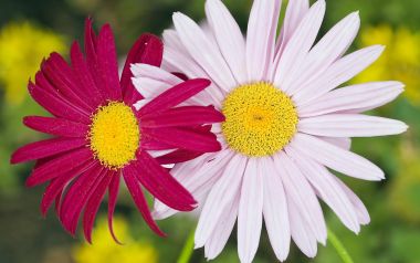 Two Daisies Rose Pink Elegant Bloom