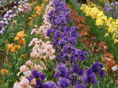Iris Farm 鸢尾花田花海