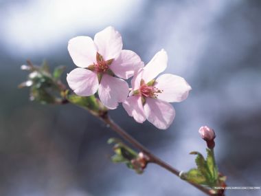 日本樱花绽放特写