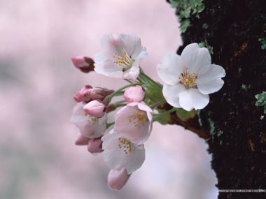 Cherry Blossom Festival: Spring in Japan