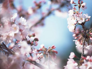 Japanese Spring Cherry Blossoms