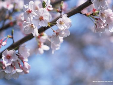 Japanese Spring Cherry Blossoms
