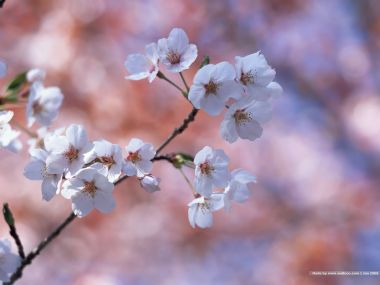 日本春日樱花写实摄影