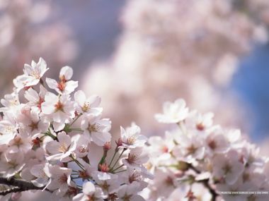 日本春日樱花盛开景象