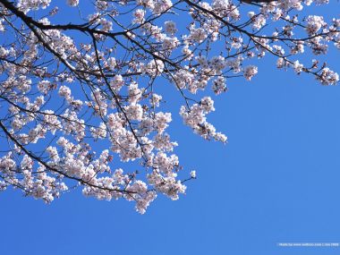 日本樱花盛开的蓝天景象