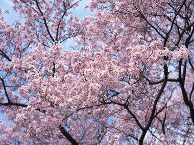 日本春日樱花盛开景象