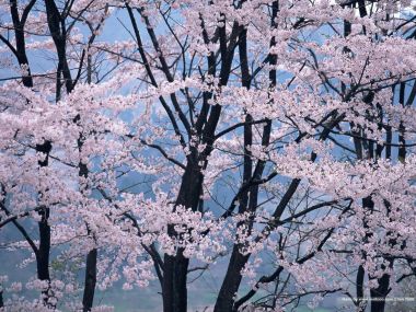 Japanese Cherry Blossom Spring Scene