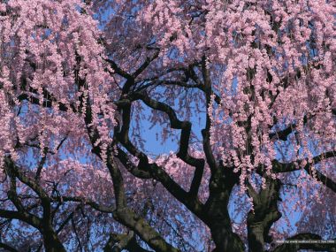 日本垂枝樱花盛开景象