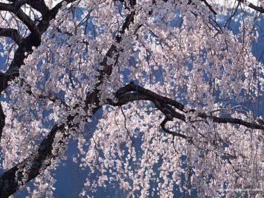 Japanese Weeping Cherry Blossoms