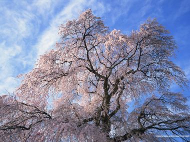 日本垂枝樱花树下的宁静春日