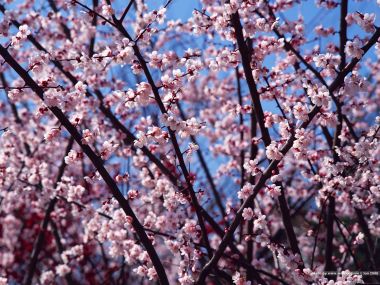 日本春日樱花盛开景象