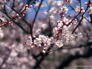 日本樱花盛开枝头美景