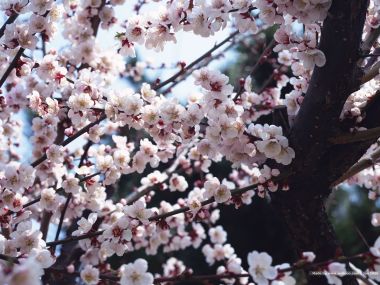 Japanese Spring Cherry Blossoms