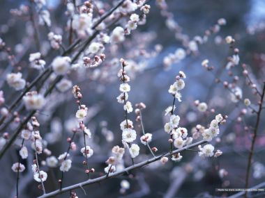 日本梅花盛开的宁静景象