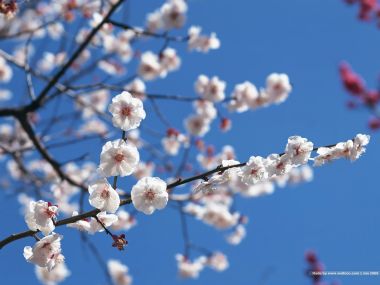 日本樱花盛开的蓝天美景
