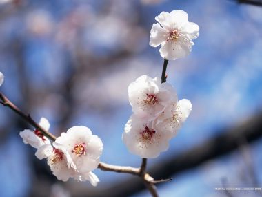 Japanese Spring Cherry Blossoms