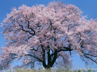 Japanese Cherry Blossom Spring Scenery
