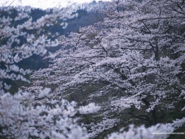 Japanese Cherry Blossom In Mountain Forest