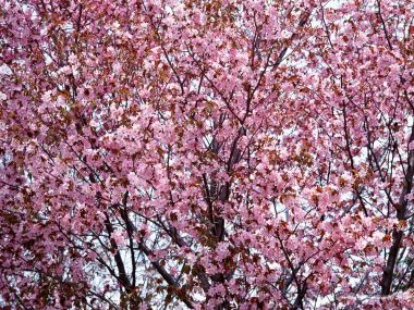 日本春日樱花盛开景象