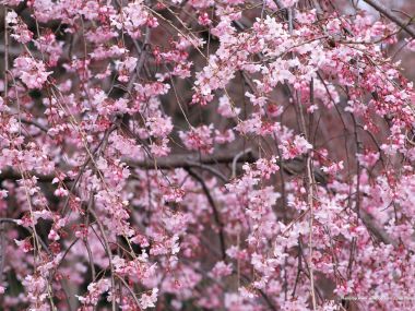 Japanese Weeping Cherry Blossoms