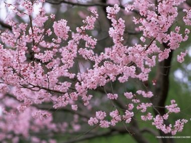 日本樱花盛开的春日美景