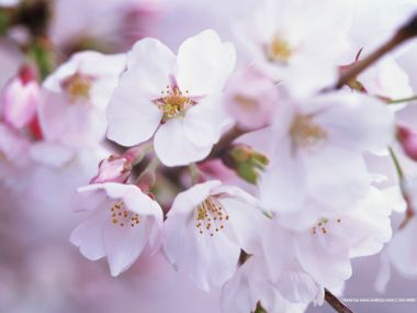 日本樱花盛开的枝头特写