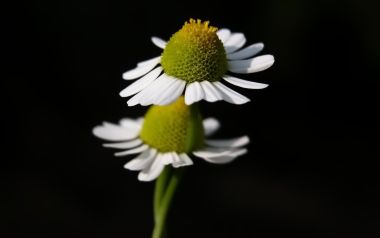 Two Daisy Serene Beauty