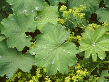 Lady S Mantle Green Leaves With Dewdrops