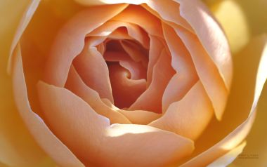 Gradient Rose Flower Macro