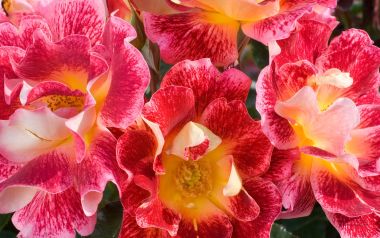 Meilland Rose Blooming Moment