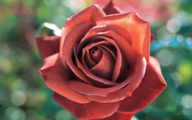 Meilland Roses: French Garden Elegance