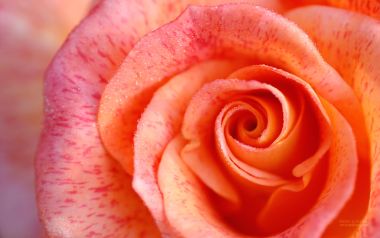 Orange Pink Rose Macro Water Droplets Spiral