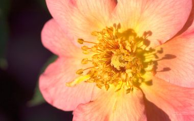 粉色玫瑰花特写：细腻花瓣与黄色花蕊的完美融合