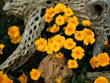 Mexican Goldpoppies Oregonpipe Cactus National Monument