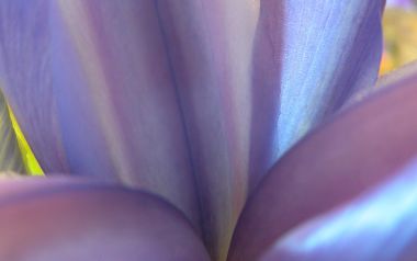 MSwanson Flower 03 Purple Petal Art